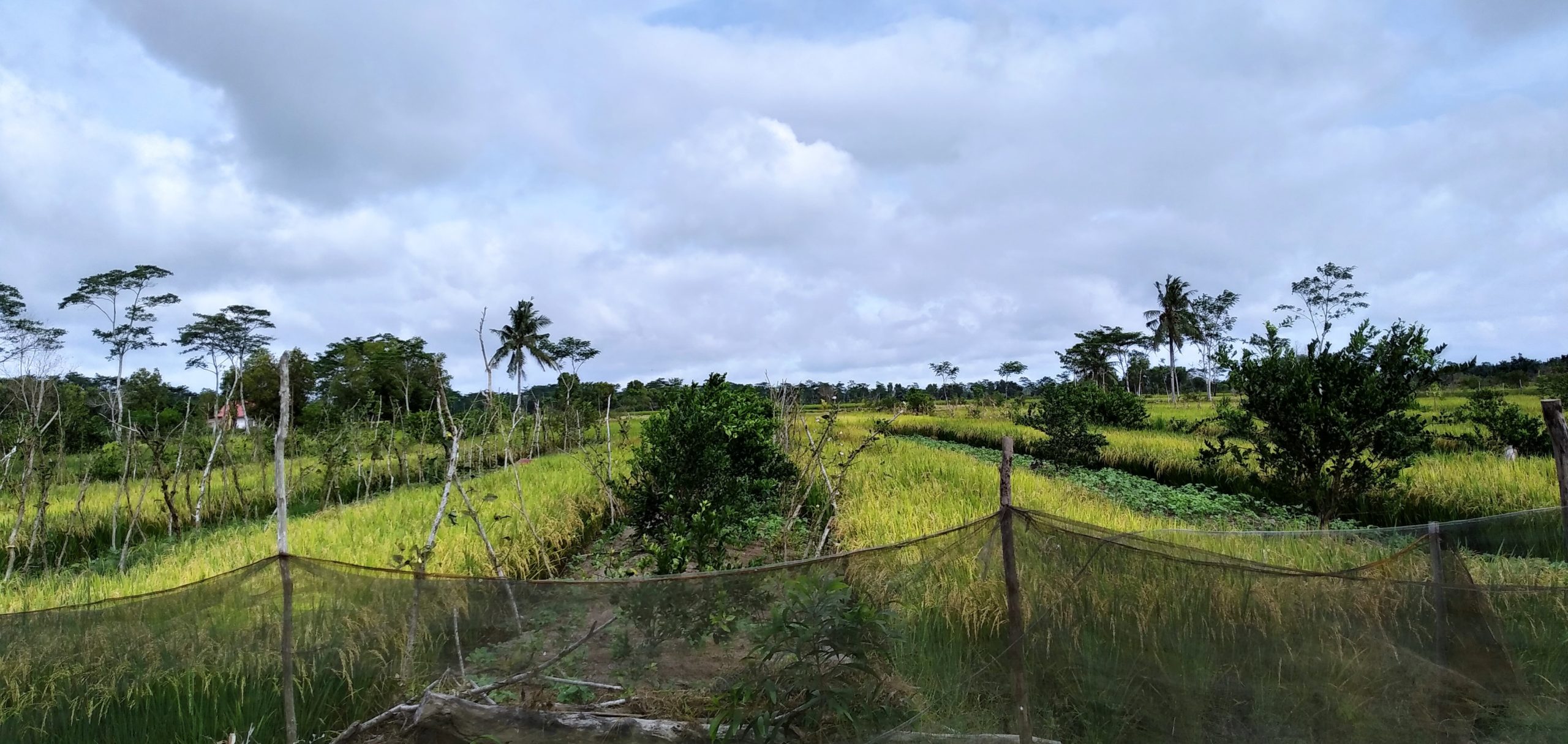 Meneguhkan Pengelolan Gambut Berkelanjutan di Bumi Sumatera Selatan