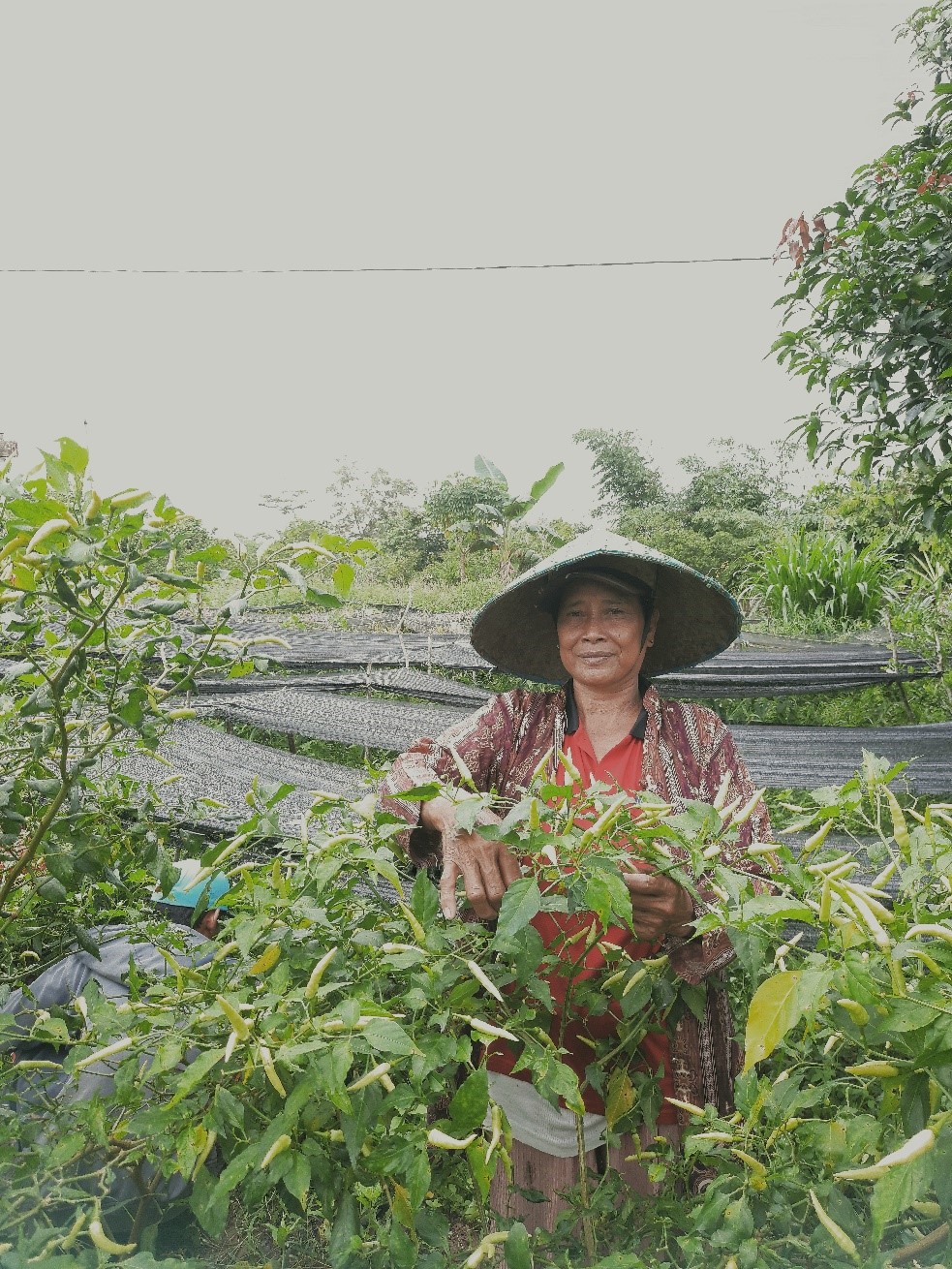 Agroforestri dan Opsi-Opsi Komoditi Unggulan di Lahan Gambut Kabupaten Kubu Raya