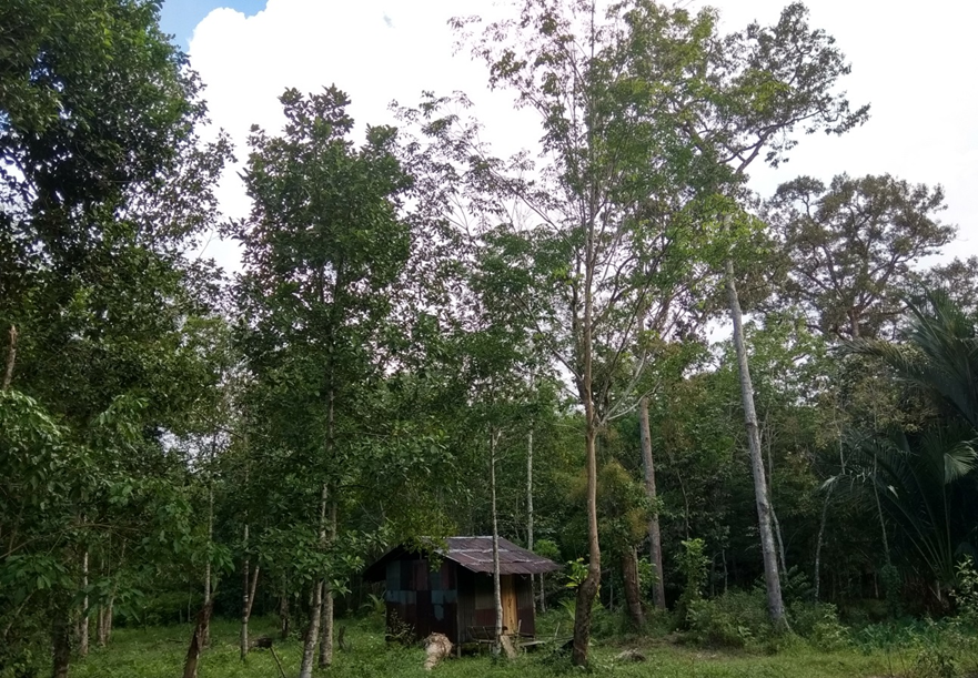 Potensi penerapan sistem agroforestri di Desa Sungai Asam