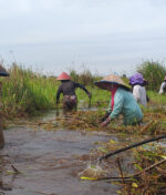 Tiga Teknologi Ramah Lingkungan untuk Pengelolaan Lahan Gambut